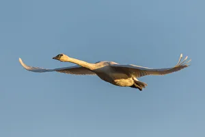 Trumpeter Swan (Cygnus buccinator) in flight Riverlands Migratory Bird Sanctuary St Trumpeter Swan (Cygnus buccinator) in flight Riverlands Migratory Bird Sanctuary St