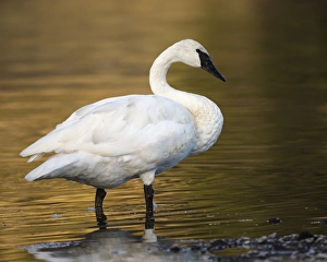 Trumpeter Swan preening, Cygnus buccinator, reintroduced to the Yellowstone basin Trumpeter Swan preening, Cygnus buccinator, reintroduced to the Yellowstone basin