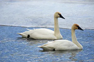 Trumpeter swan on river in winter. Formerly endangered, this heaviest bird in North Trumpeter swan on river in winter. Formerly endangered, this heaviest bird in North