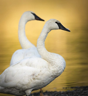 Trumpeter Swans, Cygnus buccinator, reintroduced to the Yellowstone basin, Yellowstone NP Trumpeter Swans, Cygnus buccinator, reintroduced to the Yellowstone basin, Yellowstone NP