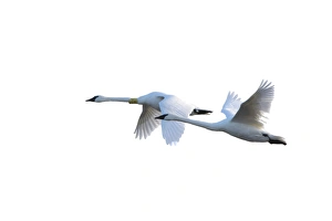 Trumpeter Swans in flight (Cygnus buccinator) on white background, Marion Co., IL Trumpeter Swans in flight (Cygnus buccinator) on white background, Marion Co., IL