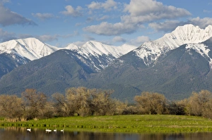 Trumpeter swans in pond with Mission Mountain Range at Ninepipe WMA near Ronan, Montana Trumpeter swans in pond with Mission Mountain Range at Ninepipe WMA near Ronan, Montana