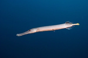 Trumpetfish (Aulostomus chinensis) off of Wolf Island, Galapagos Islands, Ecuador Trumpetfish (Aulostomus chinensis) off of Wolf Island, Galapagos Islands, Ecuador