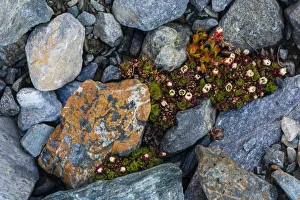 Tufted saxifrage {Saxifraga cepitosa}, in flower Tufted saxifrage {Saxifraga cepitosa}, in flower