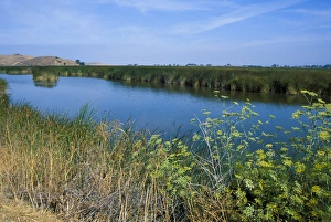 Tule reed wetlands was a source of building materials for the Ohlone Costanoan tribes Tule reed wetlands was a source of building materials for the Ohlone Costanoan tribes