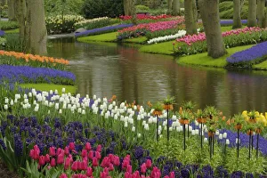 Tulip Garden Prints: Tulip and hyacinth