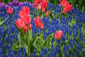 Tulips growing amidst clusters of grape hyacinths Tulips growing amidst clusters of grape hyacinths