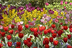 Tulips in St Jamess Park, London, England, United Kingdom Tulips in St Jamess Park, London, England, United Kingdom
