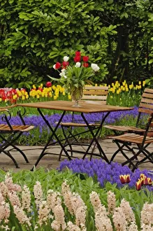 Tulips In Garden Prints: Tulips of table