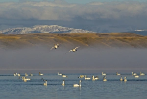 Tundra Swans and northern pintail ducks at Freezeout Lake WMA along the Rocky Mountain Tundra Swans and northern pintail ducks at Freezeout Lake WMA along the Rocky Mountain