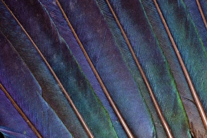 Turaco Feather Print