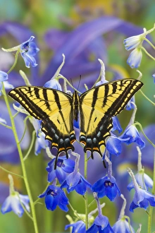 Two-tailed Swallowtail Butterfly, Papilio multicaudatus Two-tailed Swallowtail Butterfly, Papilio multicaudatus