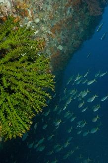 Underwater arch, tubastrea coral and Blue-gold fusiliers, Raja Ampat region of Papua Underwater arch, tubastrea coral and Blue-gold fusiliers, Raja Ampat region of Papua