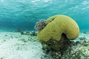 Underwater photograph of a small brain coral near Staniel Cay, Exuma, Bahamas Underwater photograph of a small brain coral near Staniel Cay, Exuma, Bahamas