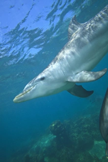 underwater view of Bottlenose Dolphins (Tursiops truncatus), Roatan, Bay Islands underwater view of Bottlenose Dolphins (Tursiops truncatus), Roatan, Bay Islands