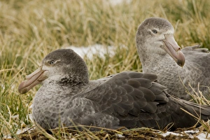 United Kingdom Territory, South Georgia Island. Close-up of two northern giant petrels in grass United Kingdom Territory, South Georgia Island. Close-up of two northern giant petrels in grass
