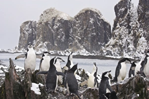 United Kingdom Territory, South Georgia Island, Cooper Bay United Kingdom Territory, South Georgia Island, Cooper Bay