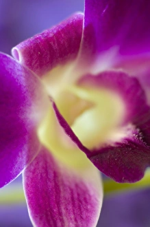 United States, Arlington, Virginia, closeup of pink orchid United States, Arlington, Virginia, closeup of pink orchid