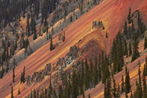 United States, Colorado, San Juan Mountains, trees, and brown, red and yellow iron United States, Colorado, San Juan Mountains, trees, and brown, red and yellow iron