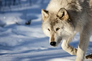 United States, Minnesota, Sandstone, Wolf Walking in the Snow United States, Minnesota, Sandstone, Wolf Walking in the Snow