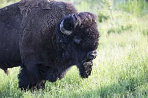 United States, Montana, National Bison Range, Bison United States, Montana, National Bison Range, Bison
