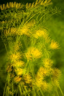 United States, Virginia, Alexandria, Green Spring Gardens Park Multiple exposure United States, Virginia, Alexandria, Green Spring Gardens Park Multiple exposure