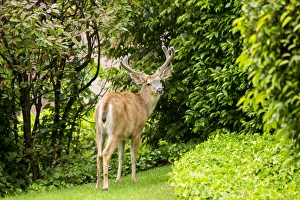 United States, Washington, Bellevue. Black-tailed deer (Odocoileus hemionus columbianus) United States, Washington, Bellevue. Black-tailed deer (Odocoileus hemionus columbianus)