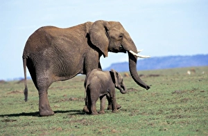 Masai Mara Game Reserve Print: Baby Elephant with Mother