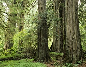 Western Red Cedar Trees Print