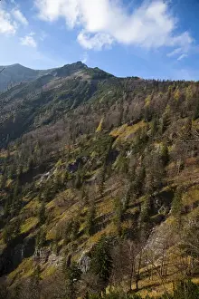 Austrian Countryside Photos Prints: Upper Austria, Austria - Tree covered mountainside. Vertical shot