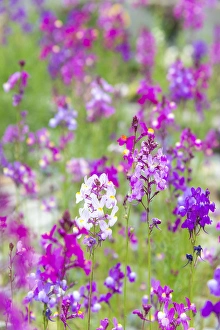 US, CA Field of toadflax wildflower selective focus US, CA Field of toadflax wildflower selective focus