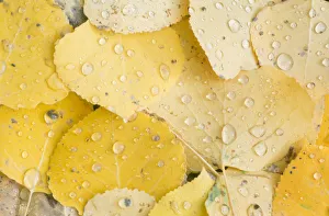 US, CO, Gunnison NF, Water Drops on Aspen Leaves US, CO, Gunnison NF, Water Drops on Aspen Leaves
