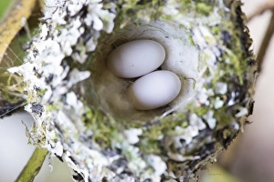 US, WA, Rufous Hummingbird (Selasphorus rufus) nest with eggs US, WA, Rufous Hummingbird (Selasphorus rufus) nest with eggs