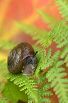 USA, Adirondacks, Snail on Fern in Fall. Credit as: Nancy Rotenberg / Jaynes Gallery USA, Adirondacks, Snail on Fern in Fall. Credit as: Nancy Rotenberg / Jaynes Gallery