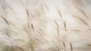 USA, Alaska, Arctic. Abstract of foxtail barley USA, Alaska, Arctic. Abstract of foxtail barley