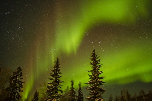 USA, Alaska. Aurora borealis over spruce forest USA, Alaska. Aurora borealis over spruce forest
