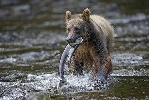 USA, Alaska, Brown (Grizzly) Bear (Ursus arctos) carries Sockeye Salmon (Oncorhynchus USA, Alaska, Brown (Grizzly) Bear (Ursus arctos) carries Sockeye Salmon (Oncorhynchus
