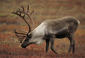 USA, Alaska, Bull Caribou, Denali National Park USA, Alaska, Bull Caribou, Denali National Park