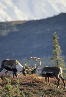 USA, Alaska, Bull Caribou, Mount McKinley, Denali National Park USA, Alaska, Bull Caribou, Mount McKinley, Denali National Park