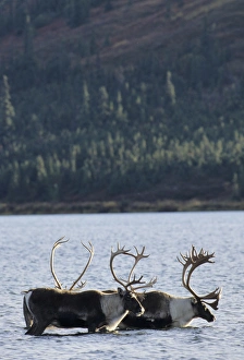 USA, Alaska, Bull Caribou, Wonder Lake, Denali National Park USA, Alaska, Bull Caribou, Wonder Lake, Denali National Park