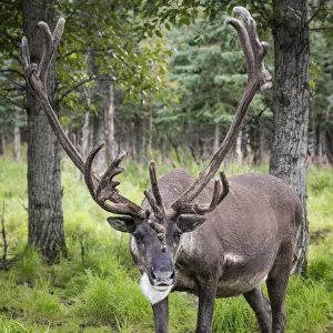 USA, Alaska, Chena Hot Springs. Close-up of caribou USA, Alaska, Chena Hot Springs. Close-up of caribou
