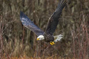 USA, Alaska, Chilkat Bald Eagle Preserve, bald eagle adult, in flight USA, Alaska, Chilkat Bald Eagle Preserve, bald eagle adult, in flight