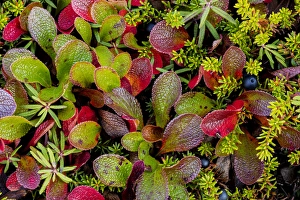 USA, Alaska. Close-up of alpine bearberry and crowberry plants USA, Alaska. Close-up of alpine bearberry and crowberry plants