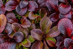 USA, Alaska. Close-up of alpine bearberry plants USA, Alaska. Close-up of alpine bearberry plants