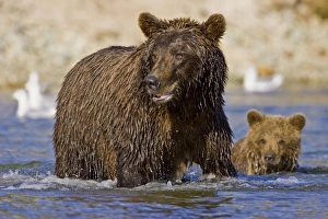 USA. Alaska. A coastal brown bear fishes for salmon in a glacial stream at Kinak Bay in USA. Alaska. A coastal brown bear fishes for salmon in a glacial stream at Kinak Bay in