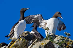 USA. Alaska. Common Murres at Bird Island in Lake Clark NP USA. Alaska. Common Murres at Bird Island in Lake Clark NP