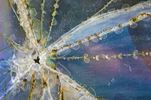 USA, Alaska. Cracked auto glass. Credit as: Don Paulson / Jaynes Gallery / DanitaDelimont USA, Alaska. Cracked auto glass. Credit as: Don Paulson / Jaynes Gallery / DanitaDelimont