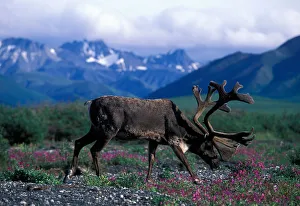 USA, Alaska, Denali National Park, Caribou (Rangifer tarandus) feeds in fireweed USA, Alaska, Denali National Park, Caribou (Rangifer tarandus) feeds in fireweed