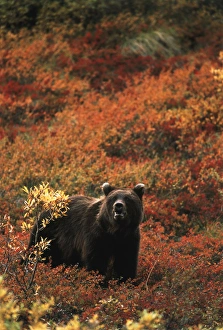 USA, Alaska, Denali National Park And Preserve, Grizzly bear standing in autumn landscape USA, Alaska, Denali National Park And Preserve, Grizzly bear standing in autumn landscape