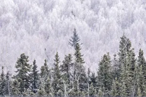 USA, Alaska, Fairbanks. Frosty forest landscape. Credit as USA, Alaska, Fairbanks. Frosty forest landscape. Credit as